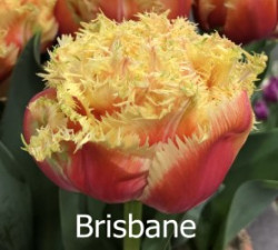 Brisbane