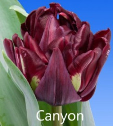 Canyon
