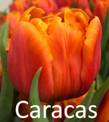 Caracas