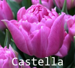 Castella