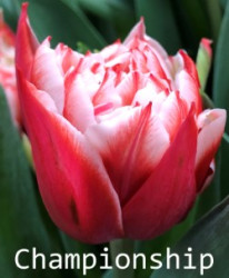 Championship