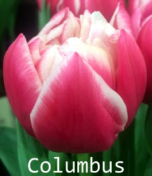 Columbus