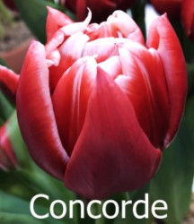 Concorde
