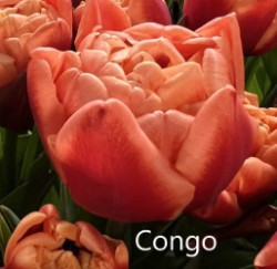 Congo-