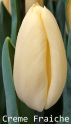 Creme-Fraiche