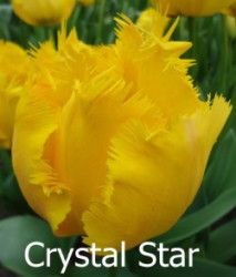 Crystal-Star