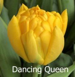 Dancing-Queen