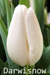 Darwisnow