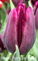Deep-Purple-Rock