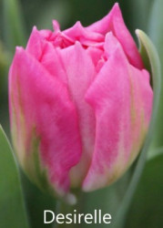 Desirelle