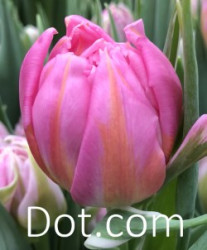 Dot.com_
