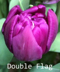 Double-Flag