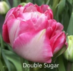 Double-Sugar