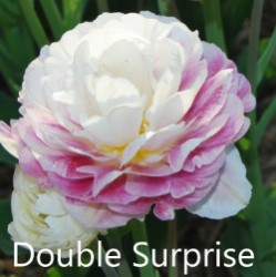 Double-Surprise