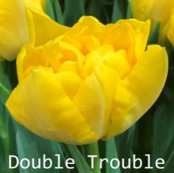 Double-Trouble