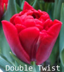 Double-Twist