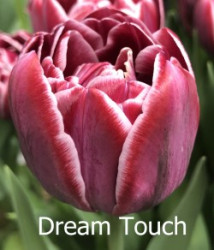 Dream-Touch