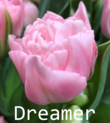 Dreamer