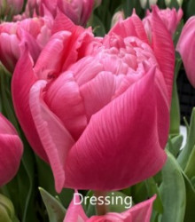 Dressing