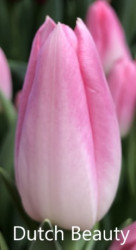 Dutch-Beauty