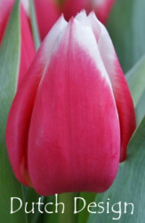 Dutch Design