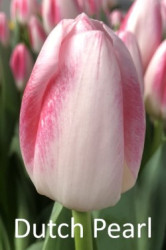 Dutch-pearl