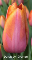 Dynasty-Orange
