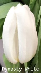 Dynasty-White
