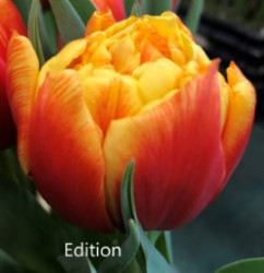 Edition