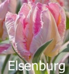 Elsenburg