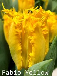 Fabio-Yellow