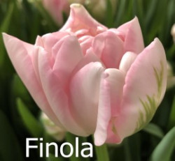 Finola