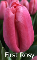 First-Rosy