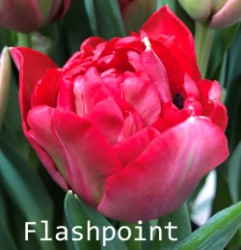 Flashpoint