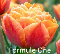 Formule-One