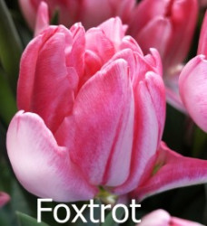 Foxtrot