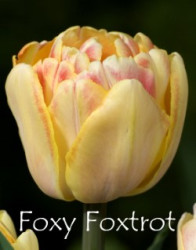 Foxy-Foxtrot