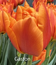 Gaston