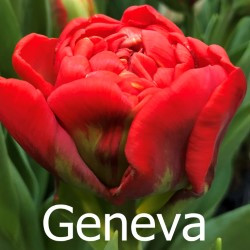 Geneva