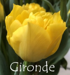 Gironde
