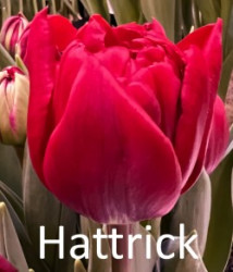 Hattrick