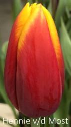 Hennie-van-der-Most