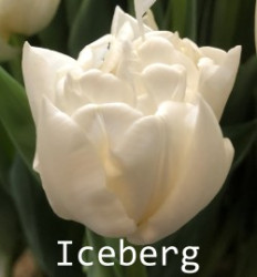Iceberg