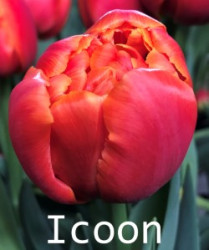 Icoon