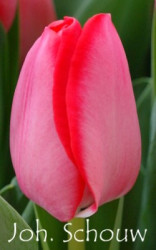 Joh.-Schouw