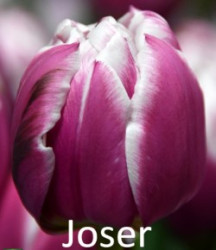 Joser