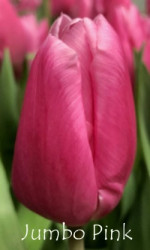 Jumbo-Pink