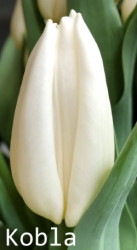Kobla