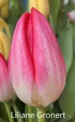 Liliane-Gronert