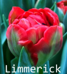 Limmerick